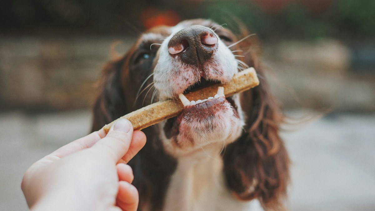 Owner training a dog with a reward outdoors