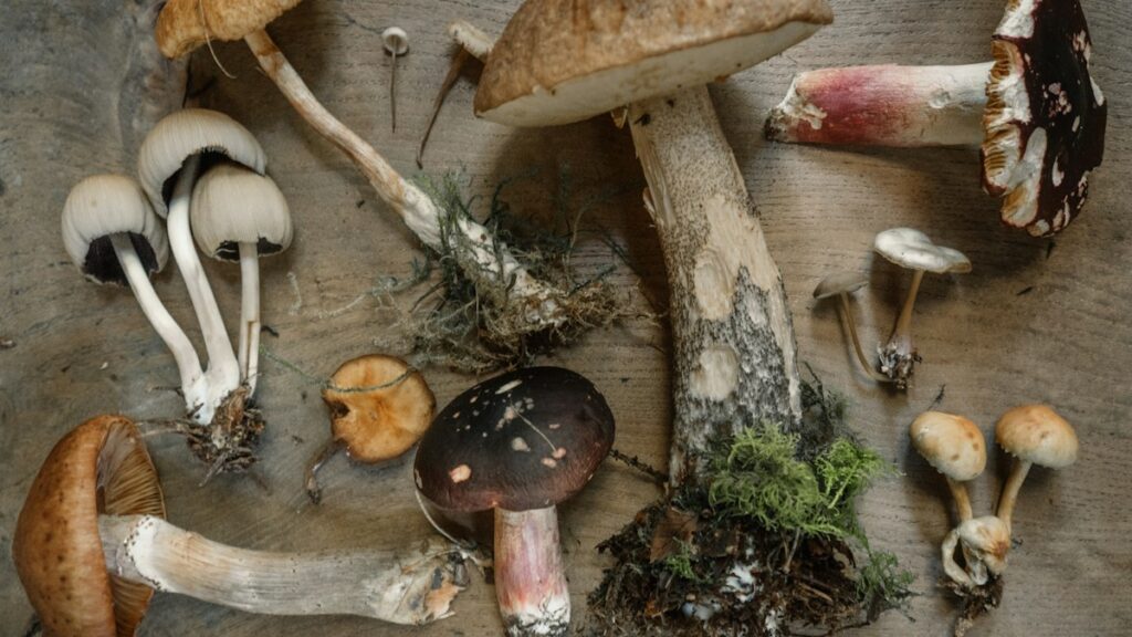 Mushrooms arranged on a table for an editorial illustration of a mushroom supplement review