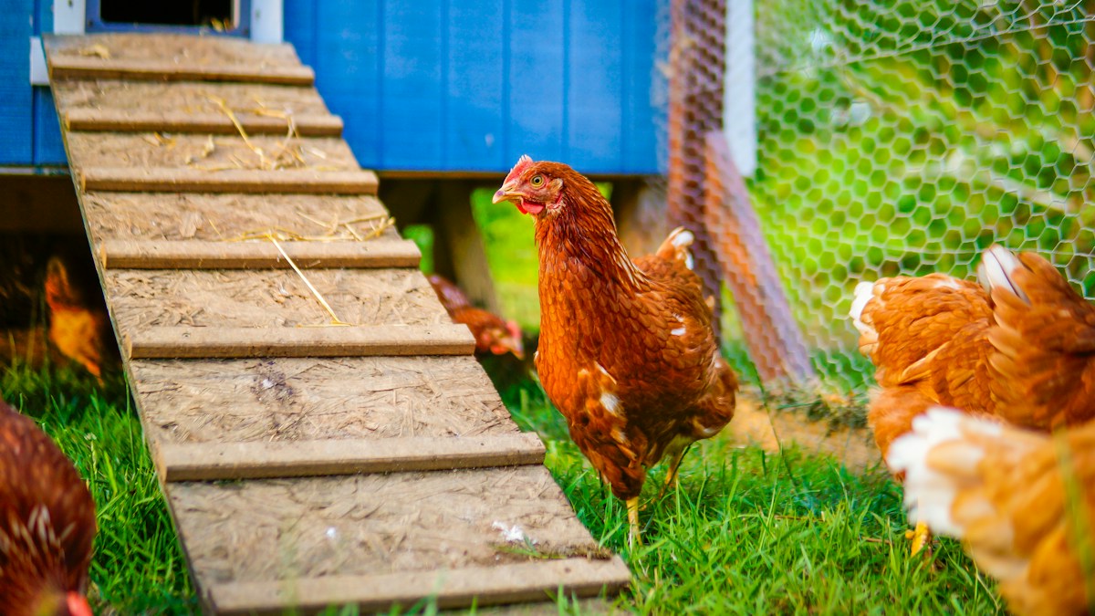 Chicken in a backyard coop