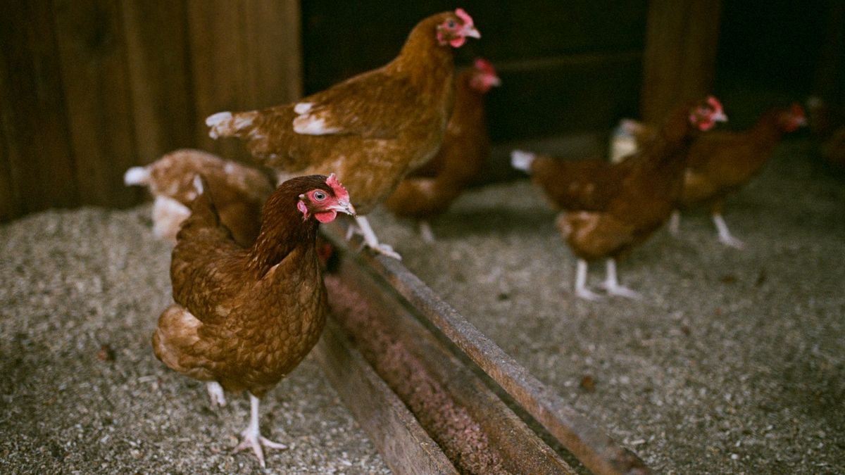 Evidence and decision context for The Self-Sufficient Backyard