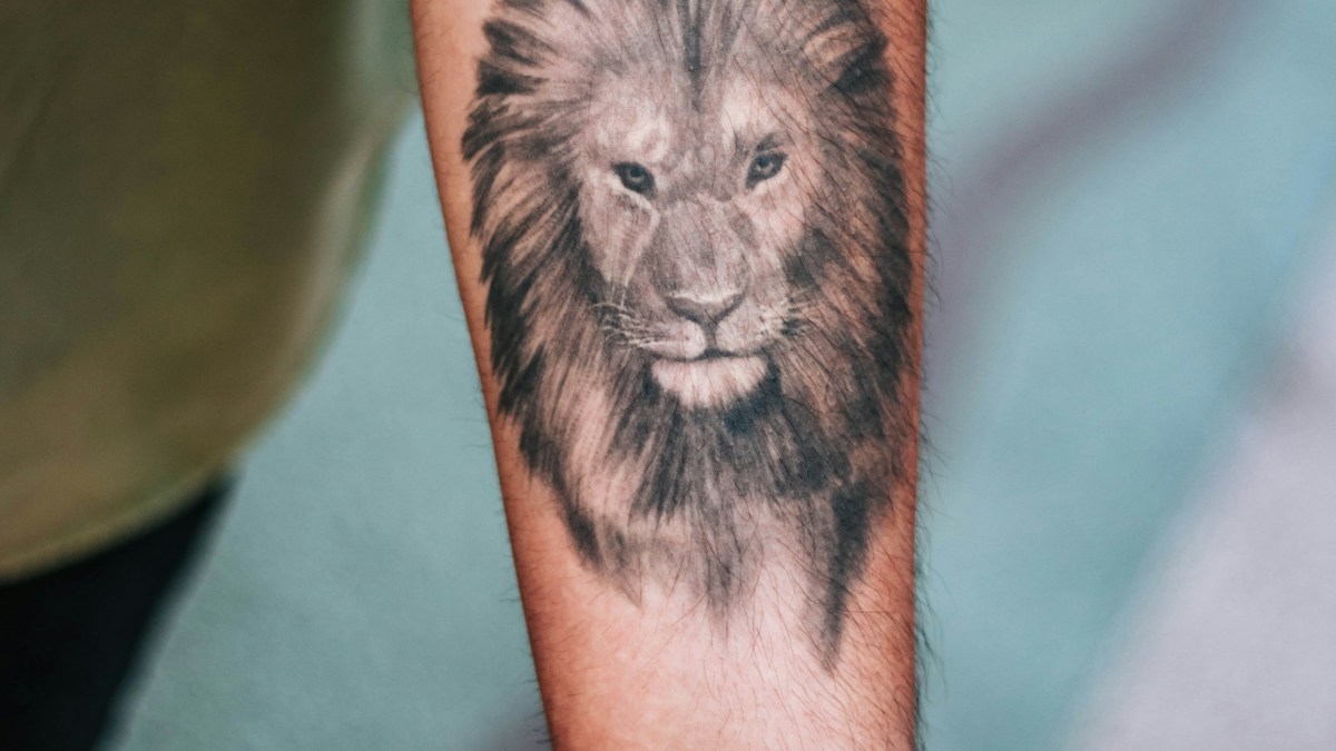 Realistic black and grey lion portrait tattoo on a forearm