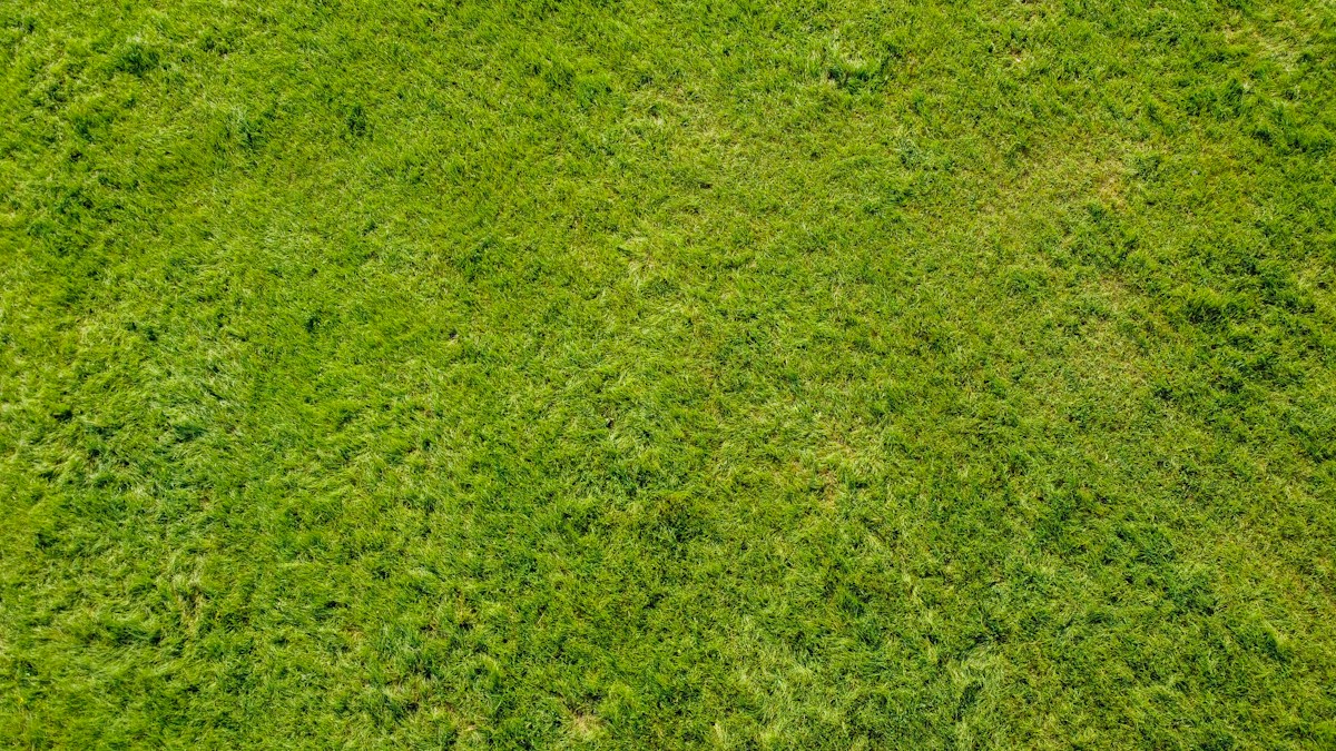 Close-up green grass blades