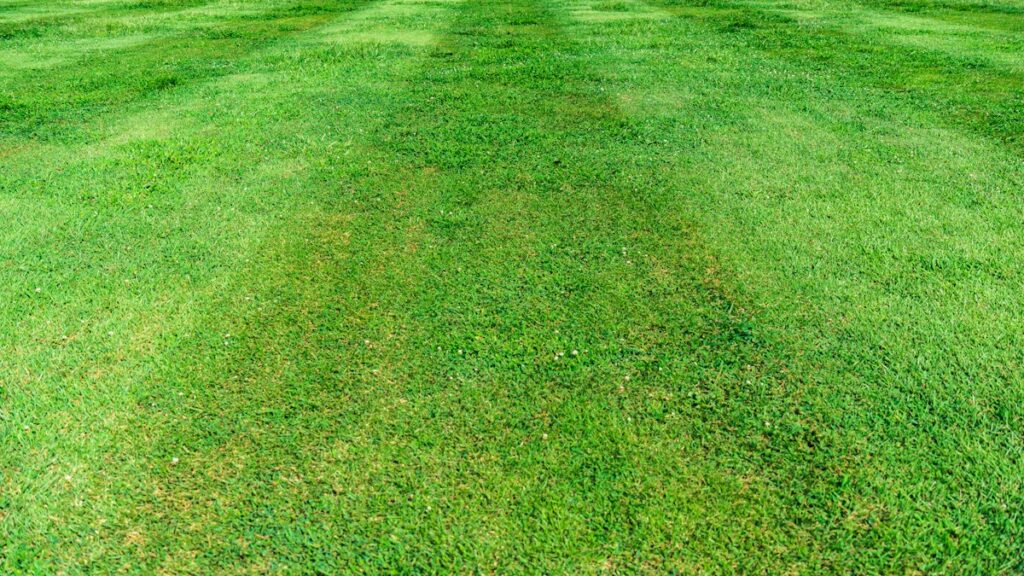 Grass lawn close-up