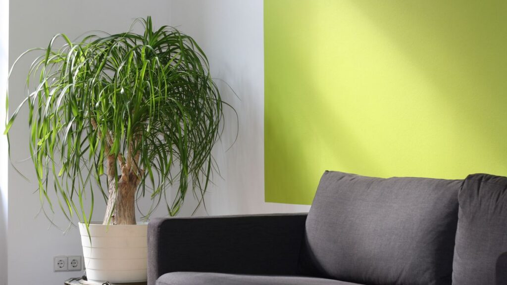 Living room with a green painted feature wall and comfortable seating